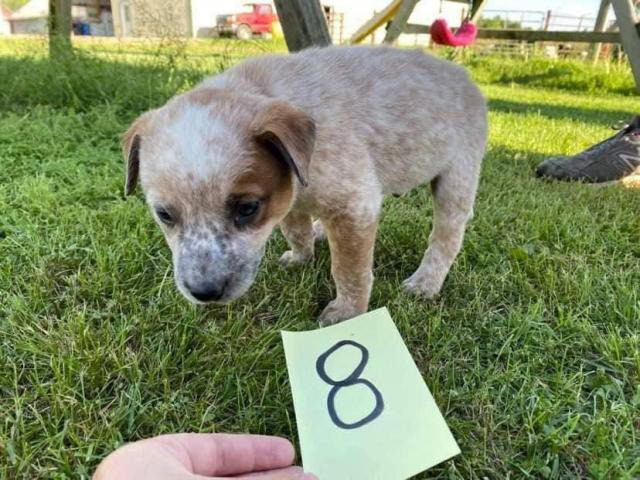 mutt puppies for sale near me