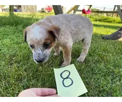 4 Australian Cattle dog puppies for sale - 4