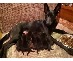 8 AKC German Shepherd registered puppies - 10