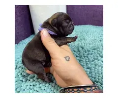 7 weeks old frenchies available