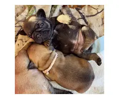 7 weeks old frenchies available - 2