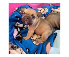 7 weeks old frenchies available - 4