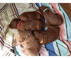 Beautiful 8 weeks old red standard poodle puppies for sale - 1