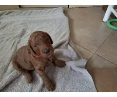 Beautiful 8 weeks old red standard poodle puppies for sale - 2