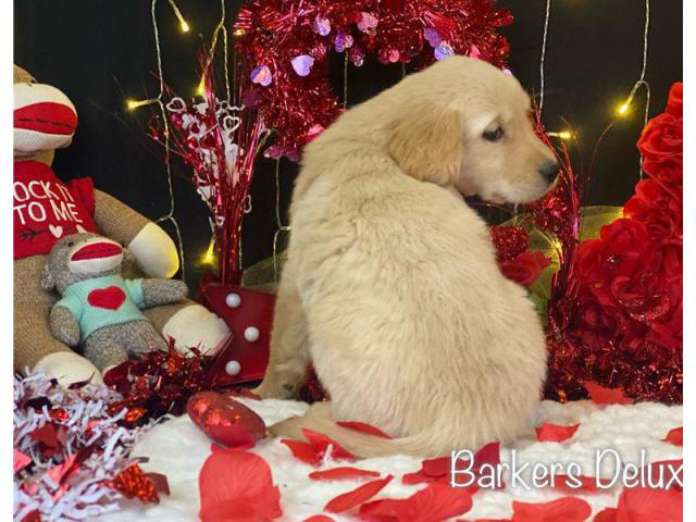 3 Golden Retriever puppies for sale in Jackson, Tennessee