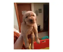 4 females and 1 male golden retriever puppies