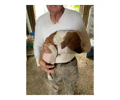 10 weeks old Catahoula Leapord Puppies for sale - 2