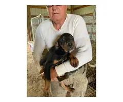 10 weeks old Catahoula Leapord Puppies for sale - 4