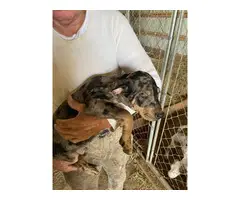10 weeks old Catahoula Leapord Puppies for sale - 5