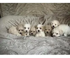 stunning litter of 1st class maltipoo puppies available for sale