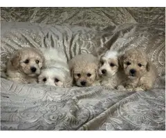 stunning litter of 1st class maltipoo puppies available for sale - 2