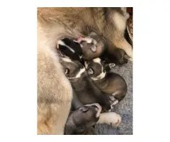 Gorgeous Litter Of Siberian Husky Pups - 1