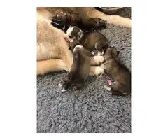 Gorgeous Litter Of Siberian Husky Pups - 3