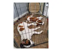 Two St. Bernard puppies available for sale - 2