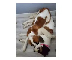 Two St. Bernard puppies available for sale - 3