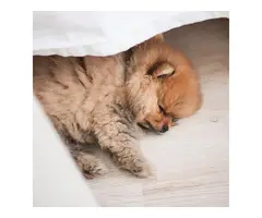 Cute 11 weeks old male pomeranian puppy for sale