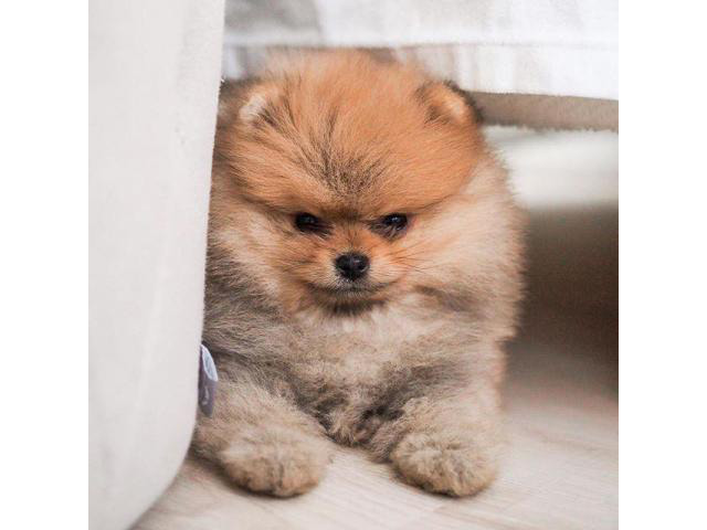 Cute 11 weeks old male pomeranian puppy for sale in Hudson