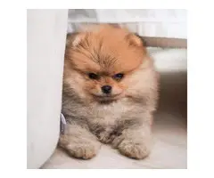 Cute 11 weeks old male pomeranian puppy for sale