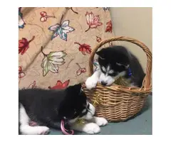 2 Husky puppies 11 week old