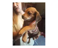 4 girls and 1 boy beagle puppies left
