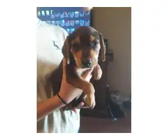 4 girls and 1 boy beagle puppies left - 2