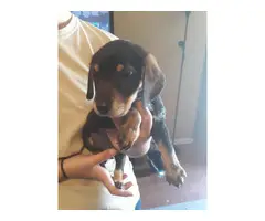 4 girls and 1 boy beagle puppies left - 4