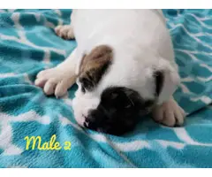 NKC registered English Bulldog puppies for sale