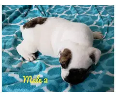 NKC registered English Bulldog puppies for sale - 3