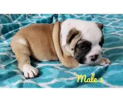NKC registered English Bulldog puppies for sale - 4