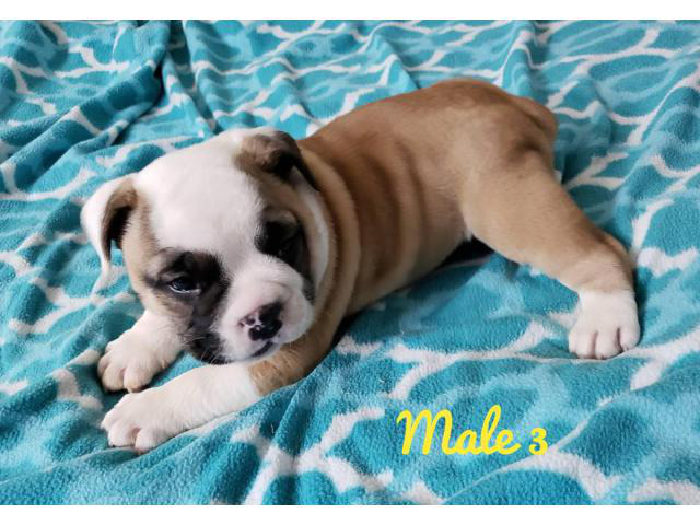 NKC registered English Bulldog puppies for sale in