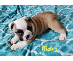 NKC registered English Bulldog puppies for sale - 5
