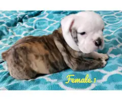 NKC registered English Bulldog puppies for sale - 7