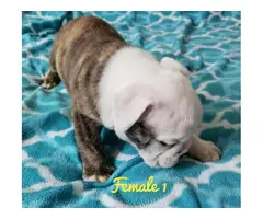 NKC registered English Bulldog puppies for sale - 8