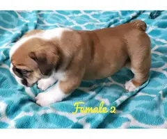 NKC registered English Bulldog puppies for sale - 10