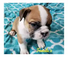 NKC registered English Bulldog puppies for sale - 11
