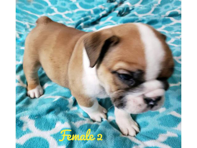 NKC registered English Bulldog puppies for sale in