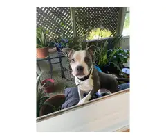 House trained Blue nose Pit puppy needing a new home