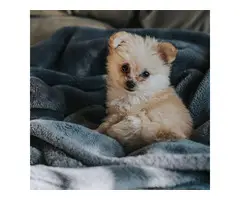 AKC registered pomapoo puppy for sale