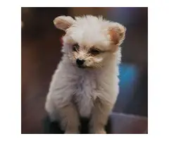 AKC registered pomapoo puppy for sale - 3