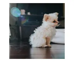 AKC registered pomapoo puppy for sale - 4