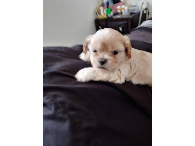 apricot teddy bear puppies for sale