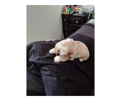apricot teddy bear dog