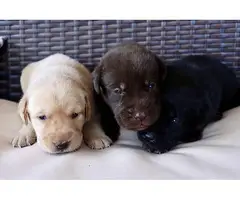 11 gorgeous healthy AKC lab puppies for adoption
