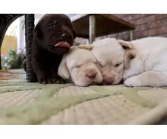 11 gorgeous healthy AKC lab puppies for adoption - 2