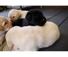 11 gorgeous healthy AKC lab puppies for adoption - 3