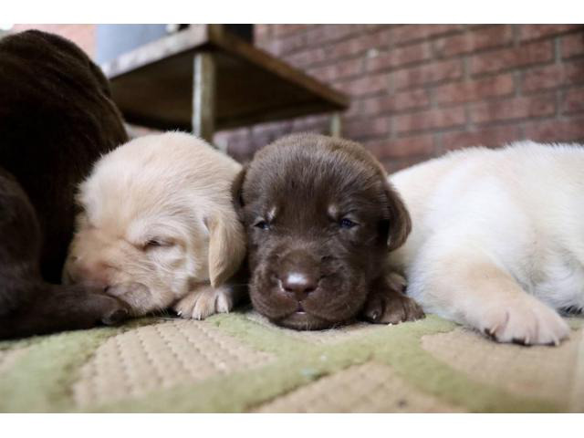 11 gorgeous healthy AKC lab puppies for adoption in Dallas ...