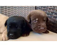 11 gorgeous healthy AKC lab puppies for adoption - 6