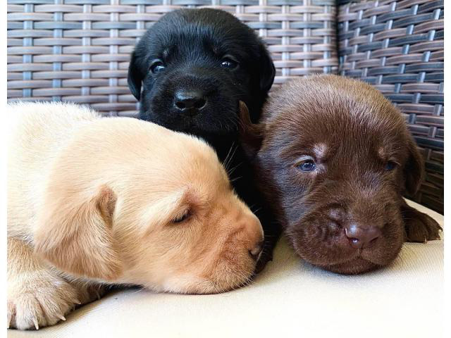 Rescue Lab Puppies Near Me Photos All Recommendation