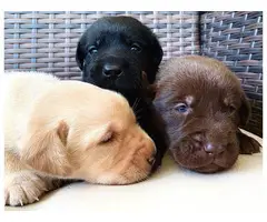 11 gorgeous healthy AKC lab puppies for adoption - 8