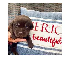 11 gorgeous healthy AKC lab puppies for adoption - 9